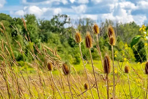 Grassland and Flower Fields in Bangor, Northampton County Plumber, One of the Service Areas of Agentis Pluming